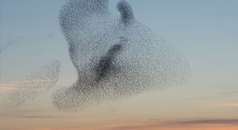 Swarm of birds flying