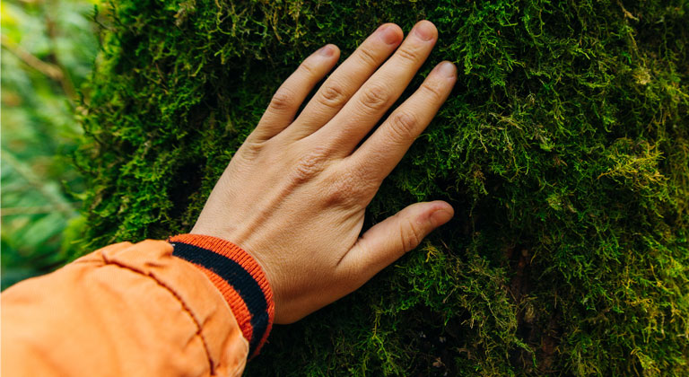 Hand touching moss on tree
